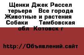 Щенки Джек Рассел терьера - Все города Животные и растения » Собаки   . Тамбовская обл.,Котовск г.